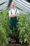 Gardener among tomatoes in greenhouse