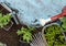 Gardener tools on the old blue painted wood table