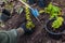 Gardener transplanting barberry thunbergii aurea from containers into soil. Autumn seasonal landscaping work