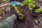 Gardener transplanting barberry thunbergii aurea from containers into soil. Spring seasonal landscaping work