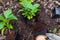 Gardener transplanting bigleaf hydrangeas from containers adding acidic soil. Autumn seasonal work. Outdoor hobby