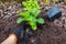 Gardener transplanting bigleaf hydrangeas from containers adding soil. Autumn seasonal work. Outdoor hobby