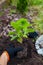 Gardener transplanting bigleaf hydrangeas from containers into soil. Spring seasonal work. Outdoor hobby