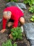 Gardener transplanting green shrub before mulching