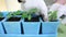 Gardener transplanting tomato seedlings into individual pots