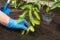 A gardener transplants pepper seedlings into open ground in a greenhouse. Transplanting the pepper plant into the soil in the