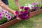 gardener transplants seedlings of petunias in a hanging pot to the window