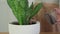 Gardener transplants snake plant in white pot