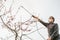 Gardener treating a fruit tree with a sprayer standing on the ladder