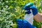 gardener treats roses in the garden with a garden sprayer from insect pests