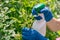 gardener treats roses in the garden with a garden sprayer from insect pests