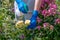 gardener treats roses in the garden with a garden sprayer from insect pests