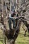 Gardener on the tree with chainsaw pruning