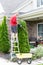 Gardener trimming an Arborvitae or Thuja tree