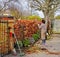 Gardener Trimming a Beech Hedge