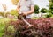 A gardener trimming shrub with hedge trimmer