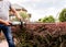 A gardener trimming shrub with hedge trimmer