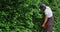 Gardener in uniform trimming hedge using electric scissors