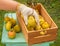Gardener (unrecognizable) harvests pears
