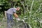 Gardener using a chainsaw