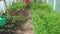 Gardener using green manure mustard plants in greenhouse