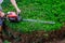 Gardener using an hedge trimmer in the garden