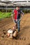 Gardener using motorized cultivator in greenhouse