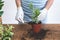Gardener using shovel, holding in hands small plant, standing near wooden table