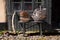 Gardener vintage baskets at an romantic old rural farm house - retro still life