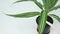 A gardener watering a dracaena flower