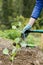 Gardener watering and fertilising freshly planted seedlings