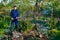 Gardener watering flowers