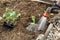 Gardener watering freshly planted seedlings in garden bed for growth boost with shower watering gun