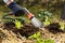 Gardener watering freshly planted seedlings in garden bed for growth boost with shower watering gun