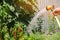 A gardener with a watering hose and a sprayer water the flowers in the garden on a summer sunny day. Sprinkler hose for irrigation