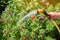 A gardener with a watering hose and a sprayer water the flowers in the garden on a summer sunny day. Sprinkler hose for irrigation