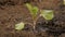 Gardener watering a sprout with water from the palm of his hand. farmers hand pours water on small sprouts of cabbage on