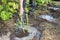 A gardener is watering a young rose with a hose in a newly dug hole in the garden.