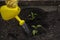 Gardener waters freshly planted plants from watering can. Gardening concept