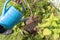 A gardener waters the plants from a plastic watering can, watering plants, farming, horticulture and gardening concept