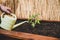 Gardener waters a tomato plant with a watering can