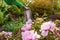 Gardener waters tree peonies in bloom with watering can in spring garden. Close up. Taking care of flowering plant