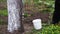 Gardener Whitewash Tree Trunk with Chalk in Garden, Tree Care in Spring