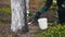 Gardener Whitewash Tree Trunk with Chalk in Garden, Tree Care in Spring