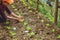 Gardener woman asian. Caring for Vegetable salads Frilly Iceberg In the garden at the nursery