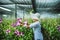 Gardener woman asian. Cutting orchid in an orchid garden