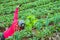 Gardener woman asian. farmers are taking photos Selfie in vegetable plots