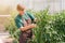 Gardener woman growing vegetables in the greenhouse