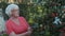 Gardener woman looking apple tree and and harvesting fruit in countryside garden