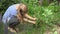 Gardener woman picking fresh organic green gooseberry. 4K